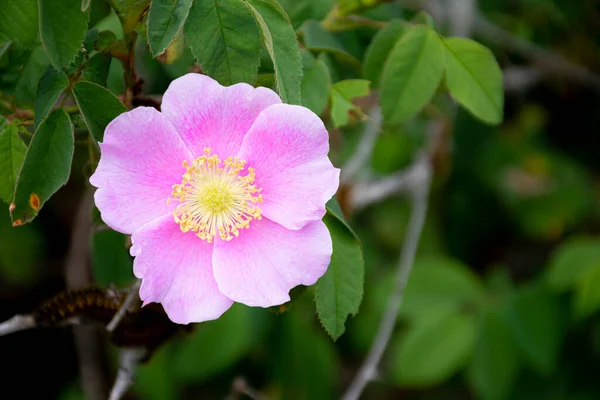 Close Image Pink Wild Rose Emblem Alberta Canada — Stock Photo, Image