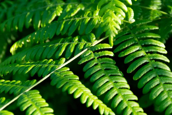 茂密绿林蕨叶的抽象图像 — 图库照片