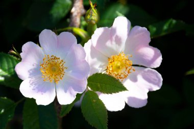 Yazın ortasında açan iki açık pembe yabani gülün görüntüsü.