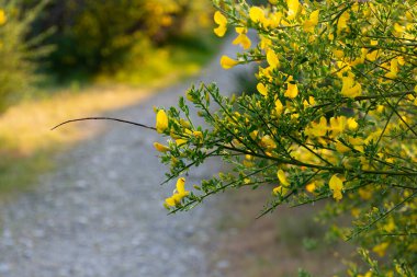 An image of a scotch broom branch sticking out across a well used walking trail. clipart