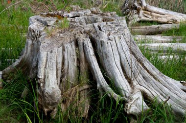 Çok büyük bir ağaç kütüğünün resmi..