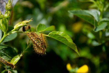 Bir ağaç yaprağına dolanmış turuncu ve siyah çadır tırtıllarının yakın plan görüntüsü.. 