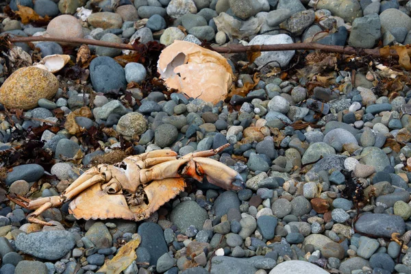 一幅在岩石海岸上倒挂的死蟹的近照 — 图库照片