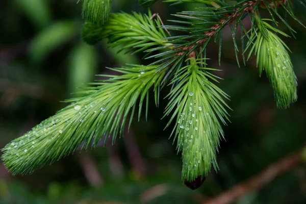 一张被晨雨中的露珠覆盖的云杉弓的特写图片 — 图库照片