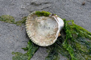 Uzun yosun telleriyle baş aşağı dönmüş tek bir deniz kabuğu görüntüsü..