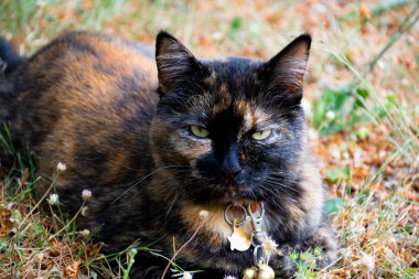 Huysuz görünümlü bir ev kedisinin kuru yaprakların üzerinde yatışı..