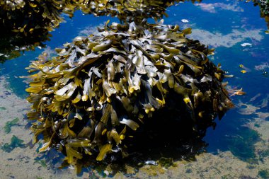 Kalın yeşil deniz yosunlarıyla kaplı bir kaya görüntüsü. Böylece artık kayayı göremezsiniz..