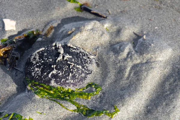 Das Bild Eines Lebenden Sanddollars Der Bei Ebbe Teilweise Sand — Stockfoto