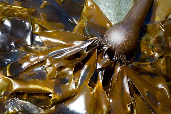 Image Single Bulb Sea Kelp Spread Out Branches — Stock Photo, Image