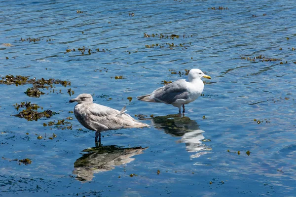 两只海鸥背靠背站在海岸线边缘的图像 — 图库照片