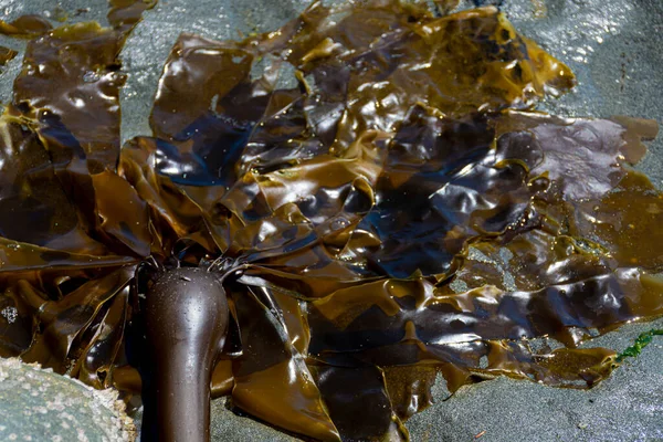 Close Image Greenish Brown Bulb Sea Kelp Washed Sandy Shore — Stock Photo, Image