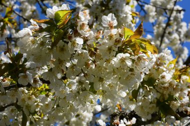 İlkbaharın başlarında açan yüzlerce elma ağacının resmi..