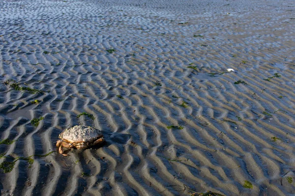 Das Bild Einer Großen Toten Krabbe Die Von Seepocken Bedeckt — Stockfoto