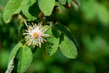 Yapraklar döküldükten sonra bir gül çiçeğinin yakın plan görüntüsü.. 