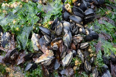 Düşük gelgit sırasında ortaya çıkan ve yeşil deniz yosunlarıyla kaplanmış siyah midye kümesinin soyut bir görüntüsü..
