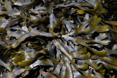 An abstract image of a cluster of green sea kelp exposed during low tide. clipart