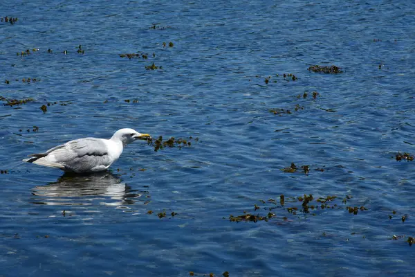 Close Image White Seagull Eating Small Crab Pacific Ocean Shoreline — Stock Photo, Image