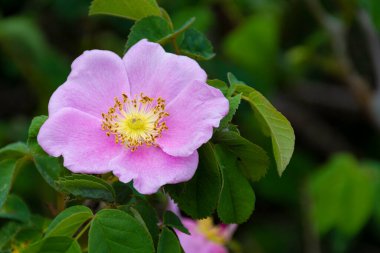 Yaban gülü çiçeğinin tek bir pembe çiçeğinin yakın plan resmi..