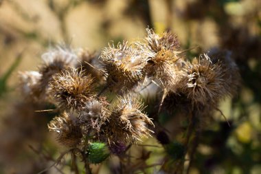 Kurumuş ve sivri uçlu çiçek başlarının soyut bir görüntüsü. Sonbaharın sonlarına doğru tohuma giden bir boğa dikeni bitkisinin başları.. 