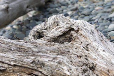 Güneşin beyazlatılmış ahşap dokusunun soyut bir görüntüsü. 