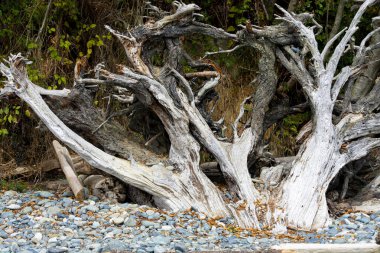 Vancouver Adası 'nın güney kıyısında büyük bir ağaç kütüğünün görüntüsü kıyıya vurmuş..