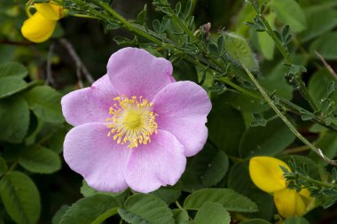 İki parlak sarı viski süpürgesi çiçeğiyle sarılmış tek bir pembe yabani gülün yakın çekimi..