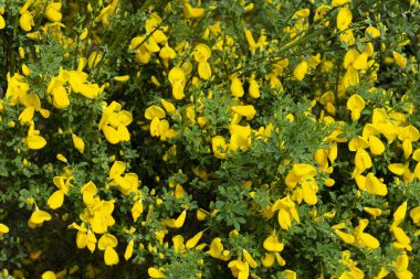 Vahşi bir İskoç süpürgesi çalısı üzerindeki parlak sarı çiçeklerin soyut bir görüntüsü..