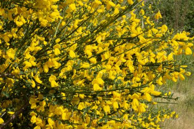 Bir İskoç süpürgesi bitkisinin parlak sarı çiçeklerinin soyut bir görüntüsü..