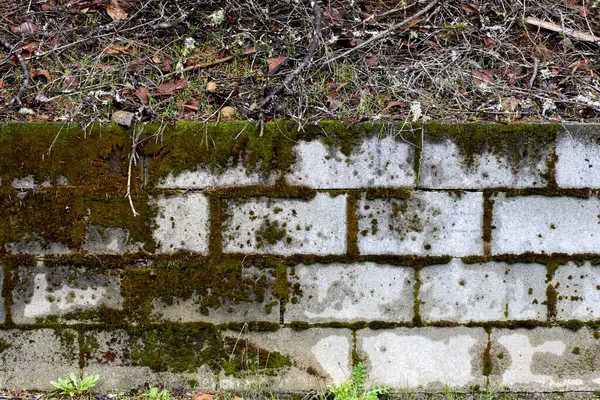 Kahverengi ve yeşil yosunlarla kaplı eski bir beton istinat duvarının soyut görüntüsü.. 