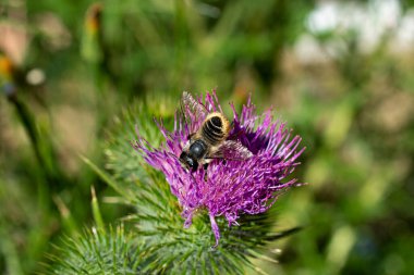 Boğa dikeni çiçeğinin parlak sarı poleniyle kaplanmış sarı ve siyah bir bal arısının görüntüsü.. 