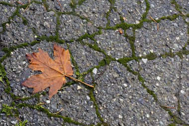 Yağmurdan sırılsıklam olmuş ve çatlamış ıslak kaldırımda uzanmış renkli bir akçaağacın görüntüsü.. 