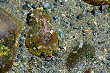 Dalgaların oluşturduğu dokunaçlarıyla deniz şakayığının yakın plan görüntüsü.. 