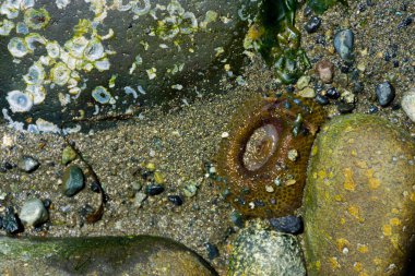 Dalgaların oluşturduğu dokunaçlarıyla deniz şakayığının yakın plan görüntüsü.. 