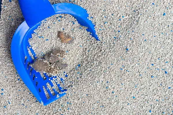 A close up image of a blue litter box scoop and a pile of cat poop ready to be cleaned out from the litter box.