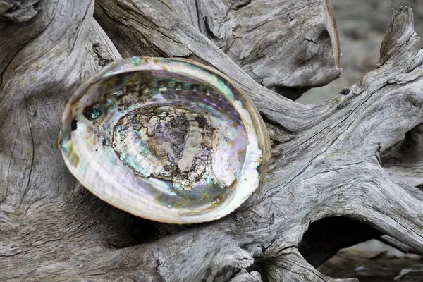 Close Pearly Texture Abalone Seashell Resting Old Driftwood Log Royalty Free Stock Images