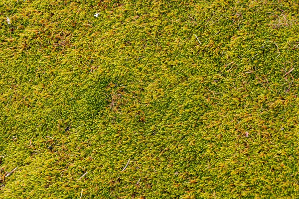 Abstract Image Texture Thick Layer Lush Green Moss Stock Image