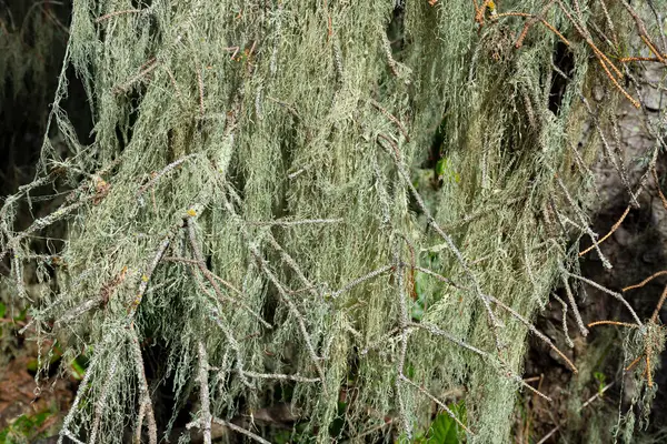 Abstract Image Texture Thick Green Spanish Moss Hanging Tree Branch Stock Photo