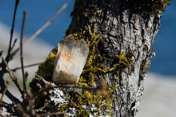 Image Stunning Double Pointed Citrine Crystal Charging Moss Covered Tree Royalty Free Stock Images