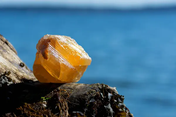 大きなオレンジ色のハチカライトのクリスタルが海の背景の漂流木の部分に静止している様子 ストック画像