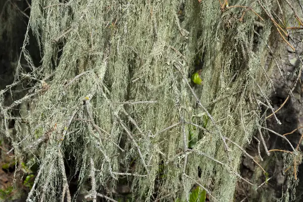 木の枝からぶら下がる厚い緑の老人のモスの質の抽象的なイメージ ストックフォト