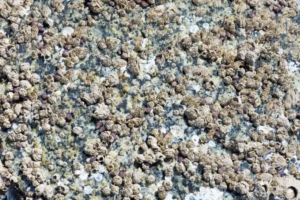 低潮で岩を覆う複数のフンクルのテクスチャのクローズアップ画像 ストック画像