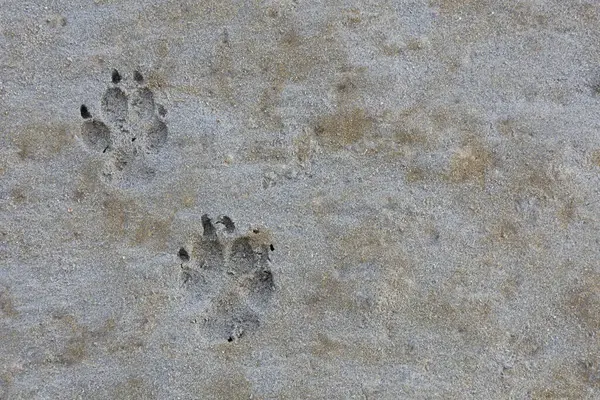 濡れた砂浜に残された一組の犬の足跡のイメージ ストック写真