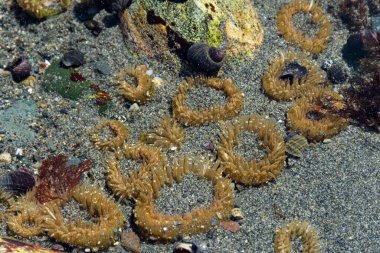 An image of several sea anemones in a cluster on the ocean floor during low tide.  clipart