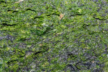 Dalgalar çekildiğinde yeşil deniz yosunu dokusunun soyut bir görüntüsü. 