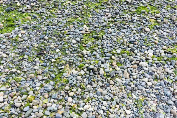 Düşük gelgit sırasında geride bırakılan küçük kayalar ve yosunların soyut bir görüntüsü. 