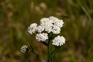 Doğal bitkisel ilaçlarda kullanılan beyaz bir yarık bitkisinin yakın plan görüntüsü.. 
