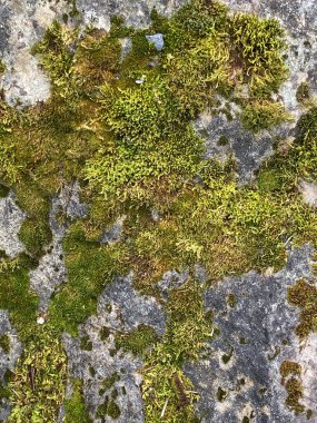 Yosun kaplı, yıpranmış gri kayanın soyut bir görüntüsü.. 