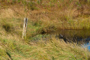 An image of a lone wooden fence post at the edge of an agricultural field.  clipart