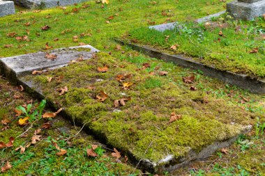 Kalın yeşil yosun ve kuru yapraklarla kaplı bir mezarlık resmi.. 