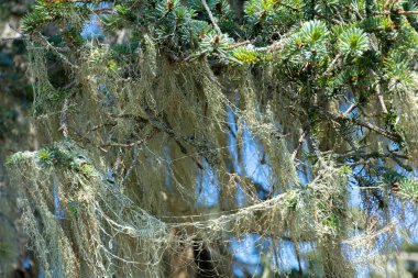 Birden fazla dalda sarkan ağaç yosunlarının soyut bir görüntüsü.. 